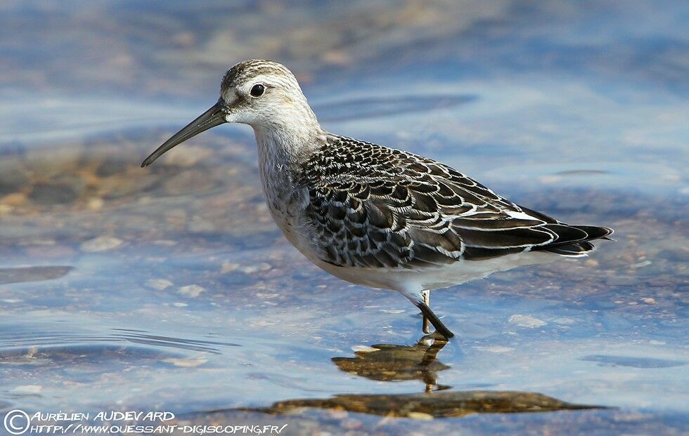 Curlew Sandpiper