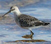 Curlew Sandpiper