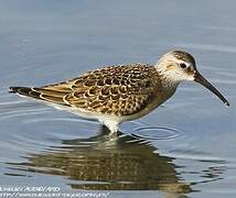 Curlew Sandpiper