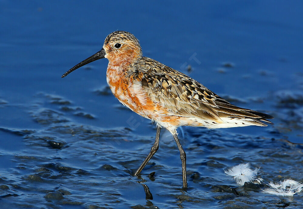 Curlew Sandpiperadult