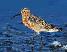 Curlew Sandpiper