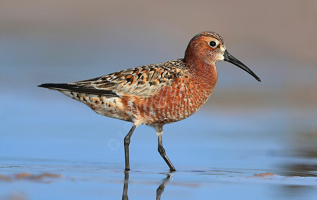 Curlew Sandpiperadult transition, identification