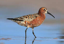 Curlew Sandpiper