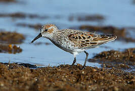 Western Sandpiper