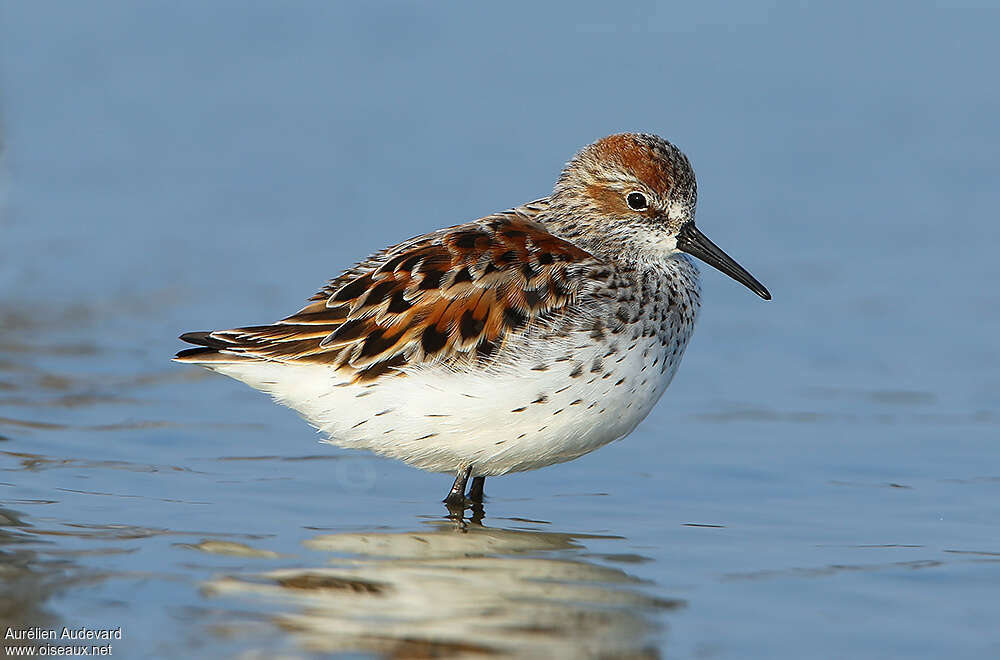 Western Sandpiperadult breeding, close-up portrait