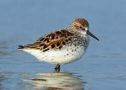 Western Sandpiper