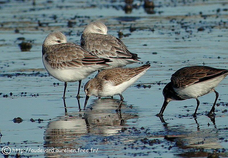 Western Sandpiper