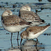 Western Sandpiper