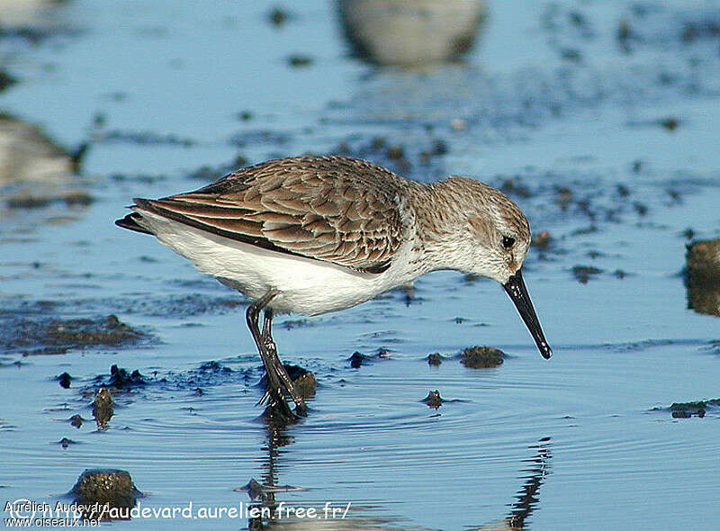 Bécasseau d'Alaskaadulte internuptial, identification