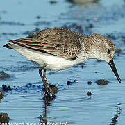 Western Sandpiper