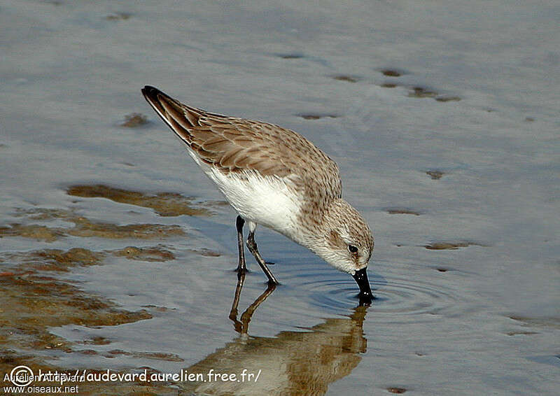 Western Sandpiperadult post breeding, fishing/hunting