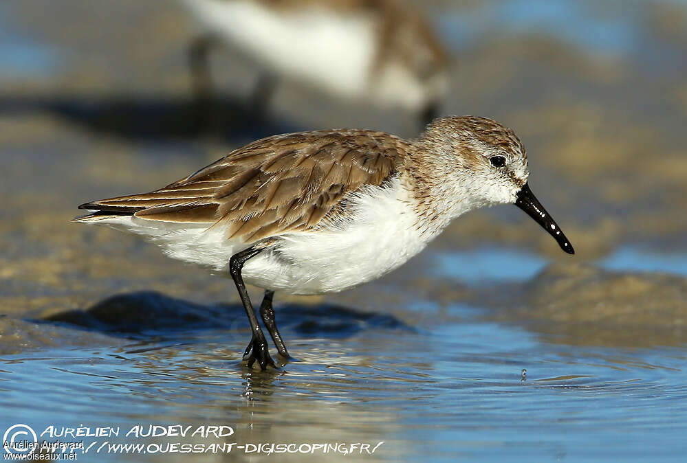 Western Sandpiperadult, identification