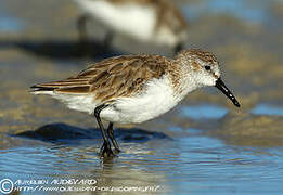 Western Sandpiper