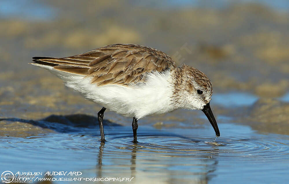 Western Sandpiperadult post breeding, identification