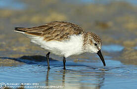 Western Sandpiper