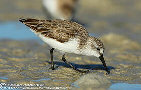 Western Sandpiper