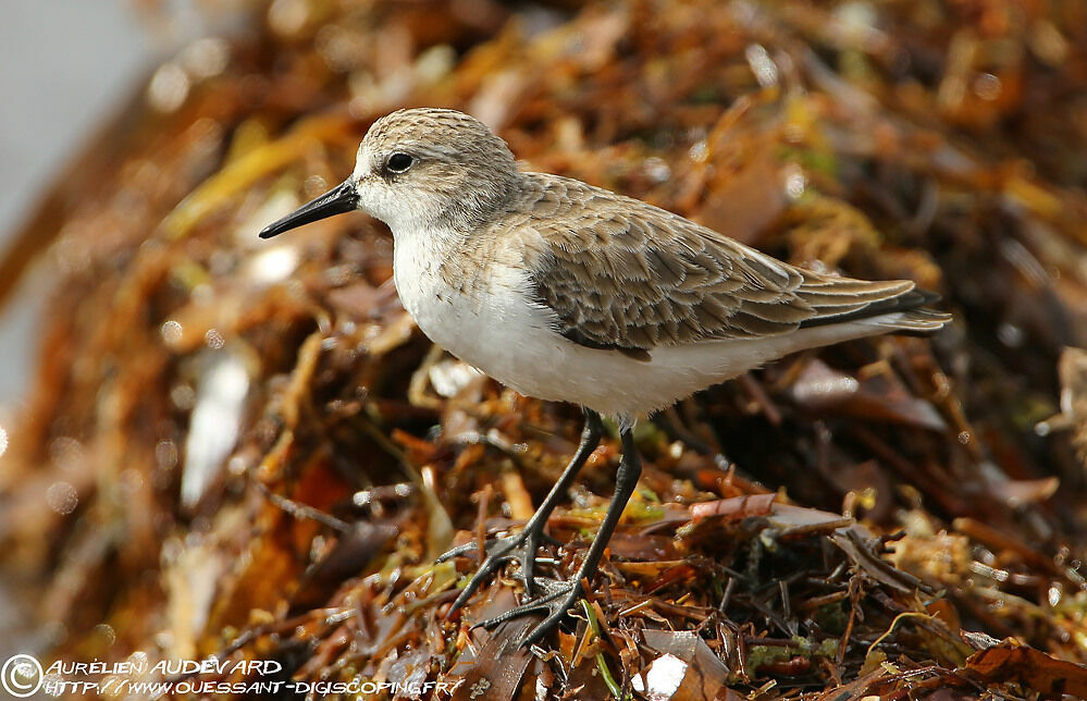 Bécasseau d'Alaska