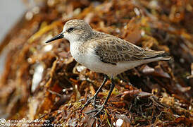 Western Sandpiper