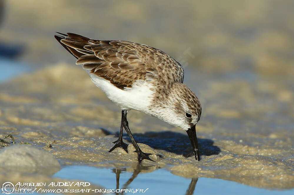 Western Sandpiperadult post breeding, identification