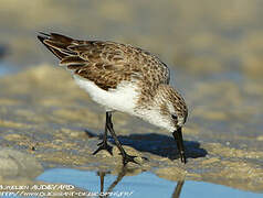 Western Sandpiper