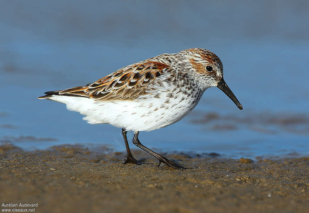 Bécasseau d'Alaskaadulte nuptial, identification