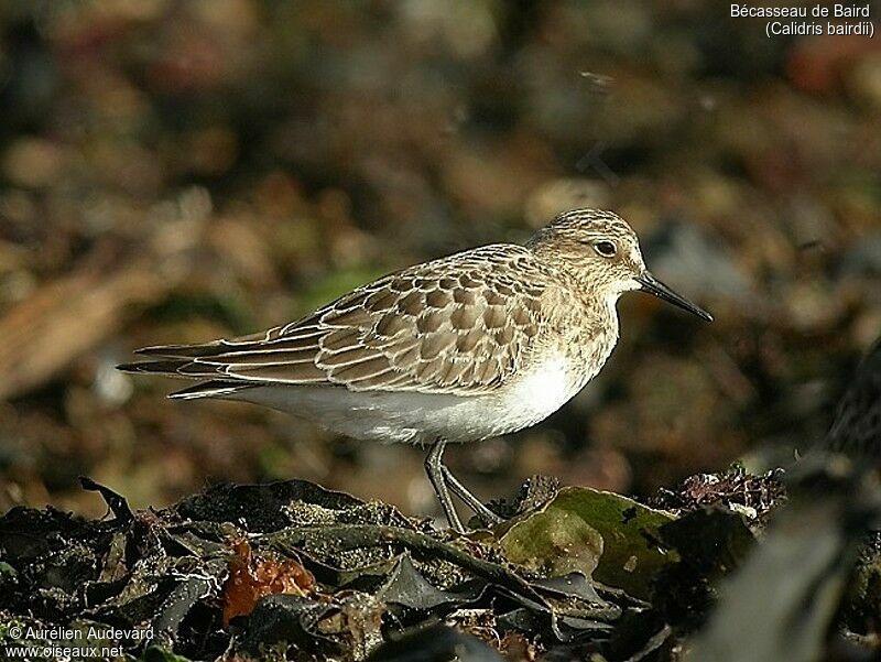 Baird's Sandpiper