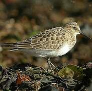 Baird's Sandpiper