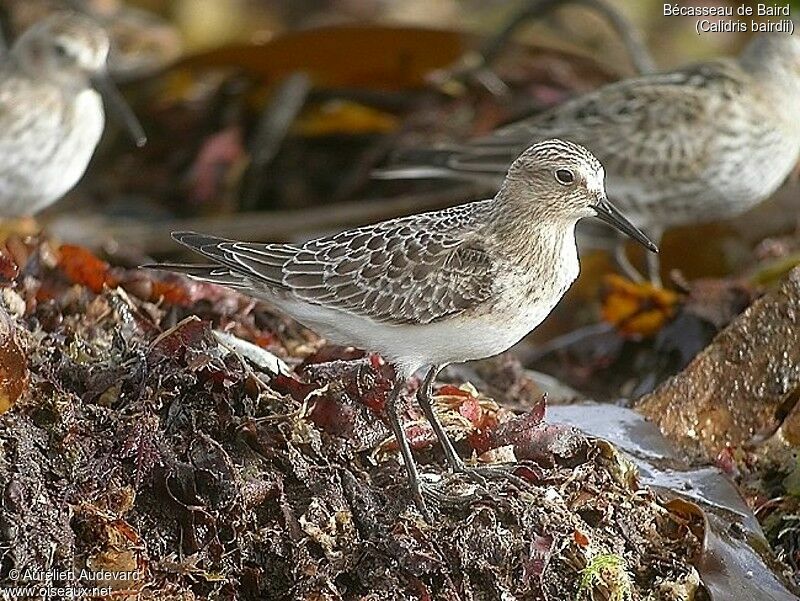 Baird's Sandpiper