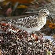 Baird's Sandpiper