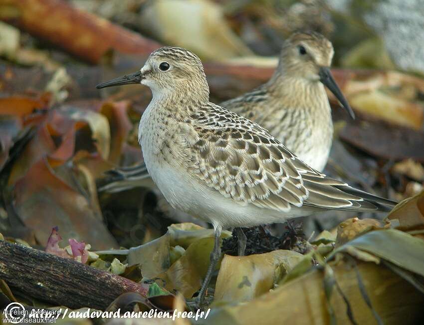 Bécasseau de Bairdjuvénile, identification