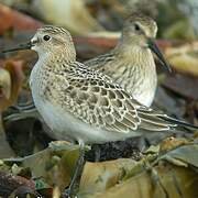 Baird's Sandpiper