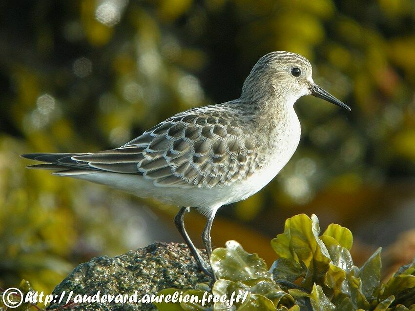 Baird's Sandpiper