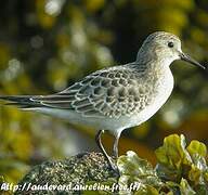 Baird's Sandpiper