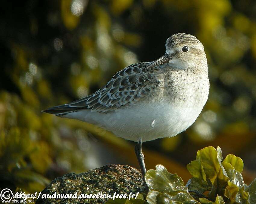 Baird's Sandpiperjuvenile, close-up portrait