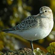 Baird's Sandpiper