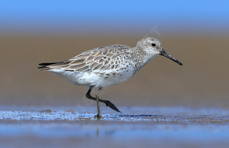Great Knot, identification, moulting