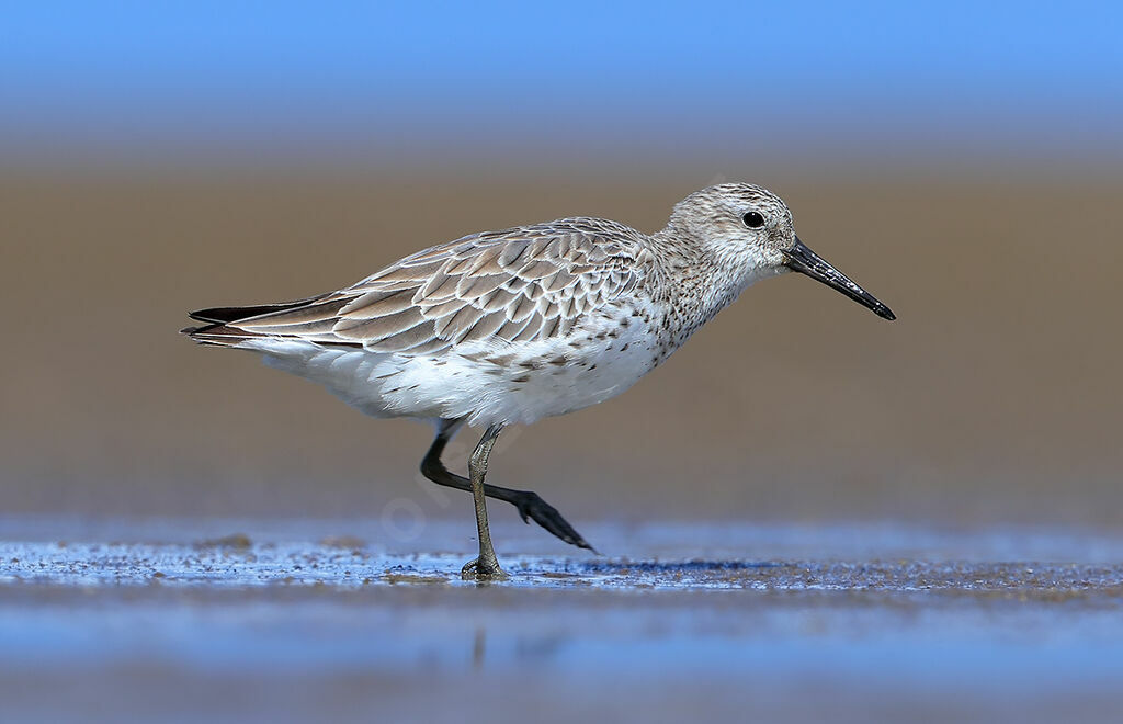 Bécasseau de l'Anadyr, identification, mue