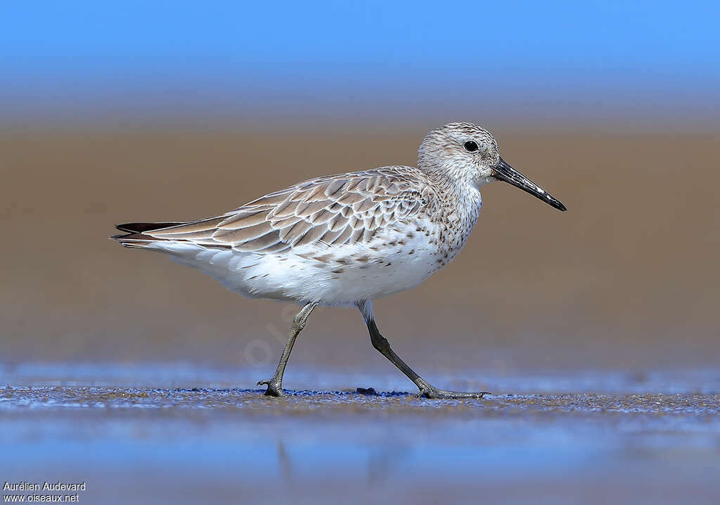 Bécasseau de l'Anadyr1ère année, identification