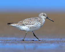 Great Knot