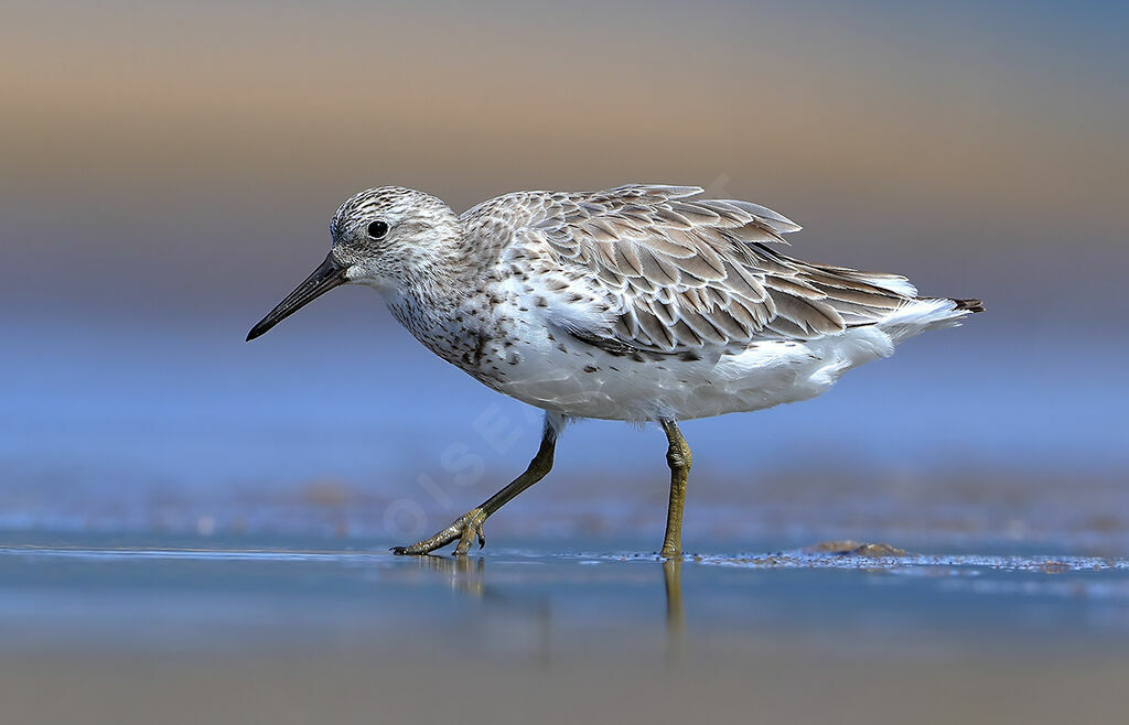 Bécasseau de l'Anadyr, identification