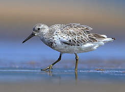 Great Knot