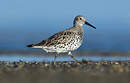Bécasseau de l'Anadyr