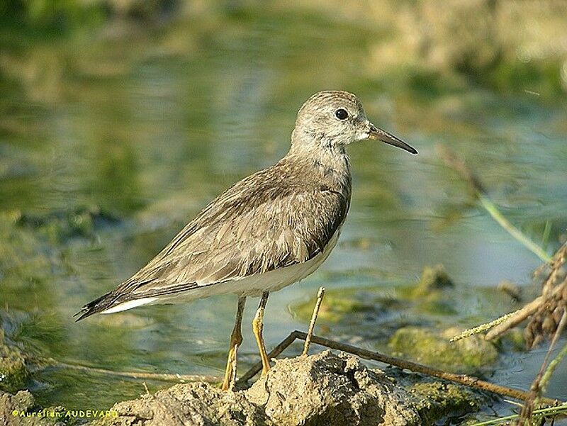 Temminck's Stint