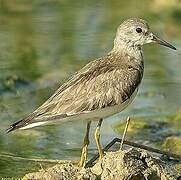 Temminck's Stint