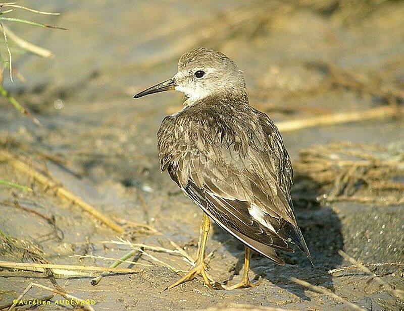 Temminck's Stint