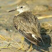 Temminck's Stint