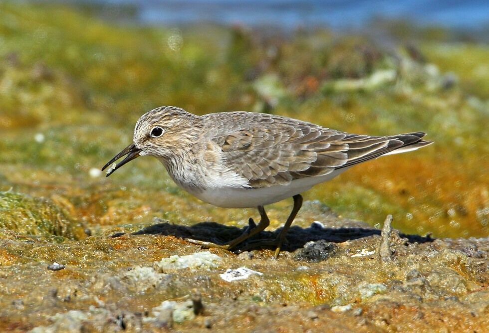 Bécasseau de Temminckadulte, identification