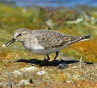 Temminck's Stint