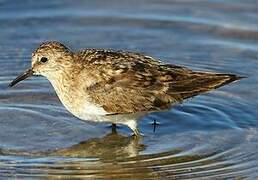 Temminck's Stint