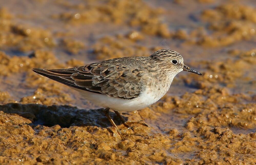 Bécasseau de Temminckadulte nuptial, identification